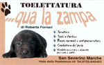 immagine71